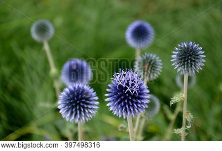 Echinops Ritro Is A Tall Bushy Perennial Whitethorn Grows To A Height Of About 80 Cm. Gray-green Pri