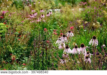 Pink Prairie Garden Perennial Flowerbed With A Different Set Of Flowers Of A Flowerbed Of A Larger P
