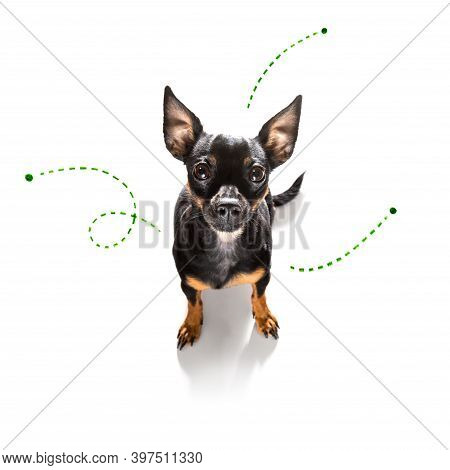 Prague Ratter Dog Considering The Problem Of Tick Insects And Fleas , Close To Scratch Its Skin Or F