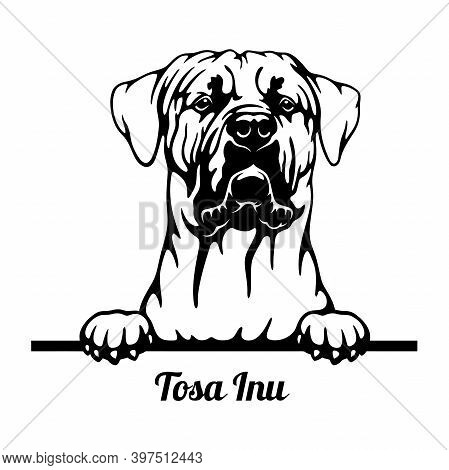 Tosa Inu Peeking Dog - Head Isolated On White