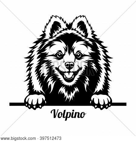 Volpino Peeking Dog - Head Isolated On White
