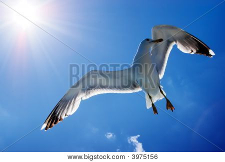 Möwe