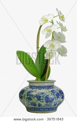 Biała orchidea