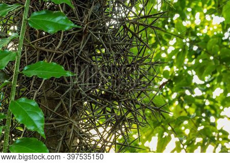 A Special Kind Of Dangerous Tree That Is Sharp And Thorny In All Trees