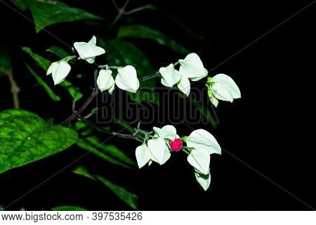 Bleeding Heart Glorybower Or Clerodendrum Thomsoniae Flower Plants