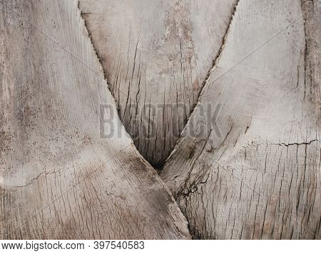 Close-up Trunk Of Tree Jubaea Chilensis Or Jubaea Spectabilis. Arecaceae Elephant Palm Tree. Natural