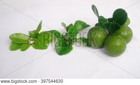 Kaffir Lime Or Citrus Hystrix When It Is Still Flowering, Still Small, And When It Is Big And Ripe