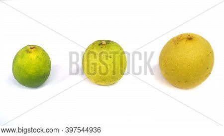 Key Lime Or Citrus Hybrid With Three Sizes. Small, Medium, Big. Green And Yellow. White Background
