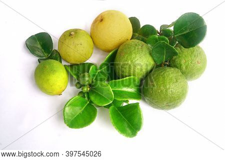 Kaffir Lime Or Citrus Hystrix And Key Lime Or Citrus Hybrid. There Are Leaves. Focus Selected, White