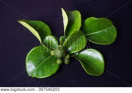 Kaffir Lime Or Citrus Hystrix Small Size And Leaves. Focus Selected, Black Background