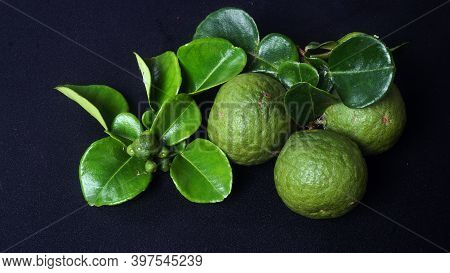 Kaffir Lime Or Citrus Hystrix Small And Large Sizes. There Are Leaves. Focus Selected, Black Backgro