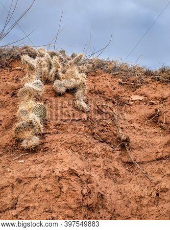clusters of plains prickly pear cactus on a canyon wall at Colorado foothills - Red Mountain Open Space