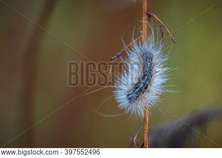 A Fall Webworm (hyphantria Cunea) Endures A Cool Morning With A Few Drops Of Dew. Raleigh, North Car