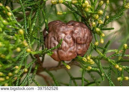 Cedar-apple Rust Or Juniper-apple Rust (gymnosporangium Juniperi-virginianae) In A Cedar Tree. Ralei