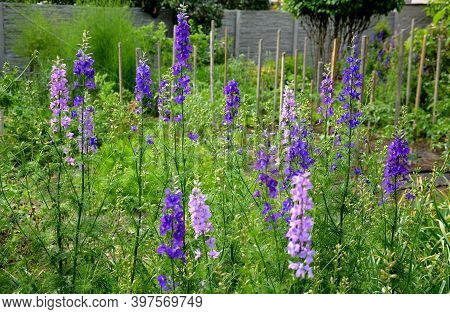 Consolida Orientalis An Annual Herb, Up To 100 Cm Tall, With Linear To Linear-lanceolate Leaves And 