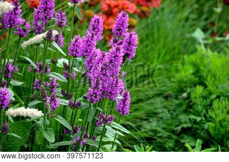 Mallow 40 Cm High Tufts With Fresh Green Leaves With Serrated Edge. Upright Flower Shoots Bloom From