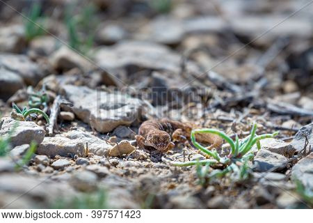 Even-fingered Gecko Genus Alcophyllex Or Squeaky Gecko In Wild Nature.