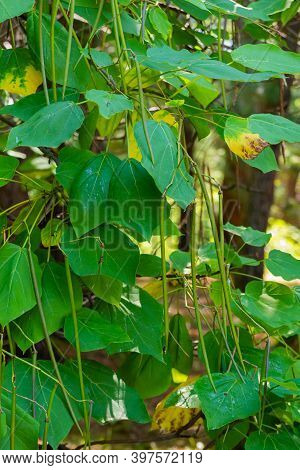 Catalpa Bignonioides Flowers, Also Known As Southern Catalpa, Cigar Tree, And Indian-bean-tree.