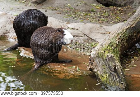 Two Large Beavers At The Shore In Budapest