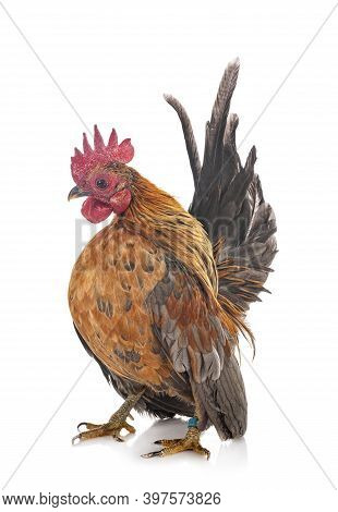 Malaysian Serama In Front Of White Background