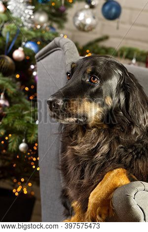 Hovawart Dog Portrait. Close-up Shoot Of A Black Hovawart Dog, With Christmas Tree On Background.