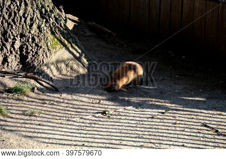 A Pet Brown Rabbit Escaped Into A City Park And Was Spotted By A Large Oak Tree In The Morning Sun H