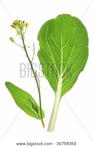 Bok Choy (Brassica rapa chinensis)