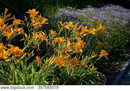 Most Daylilies Have Flower Stalks 60-90 Cm High, Some Up To 1.8 M. The Flowers Are Tubular, Open In 