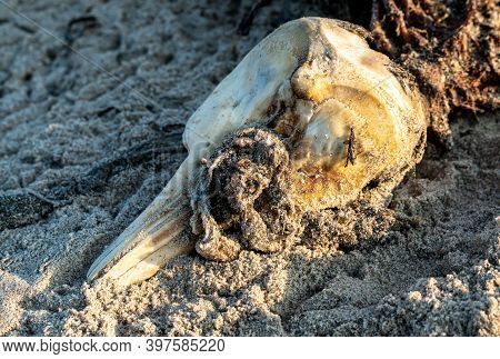 Rotting Corpse And Scull Of A Small Dead Dolphin On The Beach. Result Of Ocean Pollution.