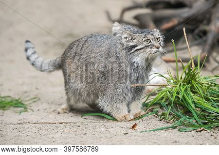 Pallas's Cat (otocolobus Manul). Manul Is Living In The Grasslands And Montane Steppes Of Central As