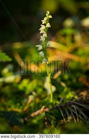 Goodyera Repens. Orchid. Nature Of The Czech Republic. Wild Nature. Plant In The Forest. Beautiful P