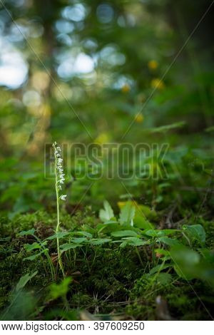 Goodyera Repens. Orchid. Nature Of The Czech Republic. Wild Nature. Plant In The Forest. Beautiful P