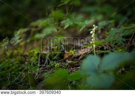 Goodyera Repens. Orchid. Nature Of The Czech Republic. Wild Nature. Plant In The Forest. Beautiful P