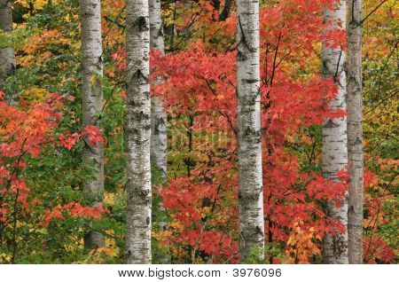 Herbst Ahorn und Espen