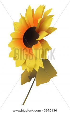 Sunflower2