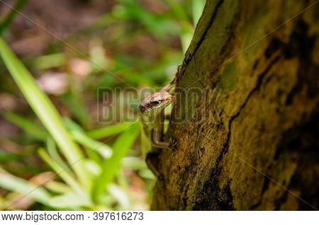 Brown Seychelles Skink (Trachylepis sechellensis) in the wild