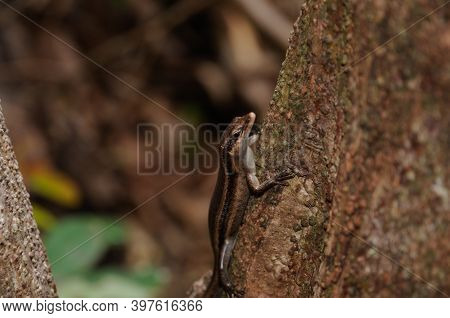 Brown Seychelles Skink (Trachylepis sechellensis) in the wild