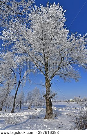 Korolyovka - Village, Nikolaevsky Village Council, Novomoskovsky District, Dnepropetrovsk Region, Uk
