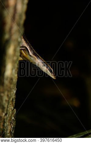 Brown Seychelles Skink (trachylepis Sechellensis) In The Wild