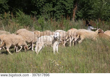 Flock Of Sheep Grazing Grass In A Streambed In Springtime.