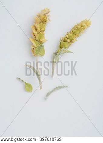 Traditional Greek Mountain Herbal Tea Sideritis
