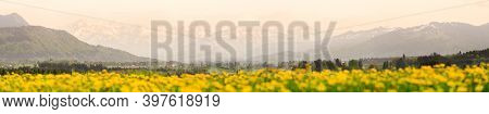 Yellow Flowers Meadow And Beautiful View To Snow Covered Mountains. Evening Sunset Light And Alpengl