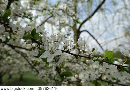 Stalks With White Flowers Of Sour Cherry Tree In Mid April