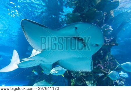 Shark Ray ( Latin Name Rhina Ancylostoma ) .