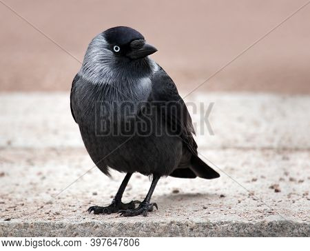 Eastern Eurasian Jackdaw (coloeus Monedula) Against Urban Environment Background With Space For Your