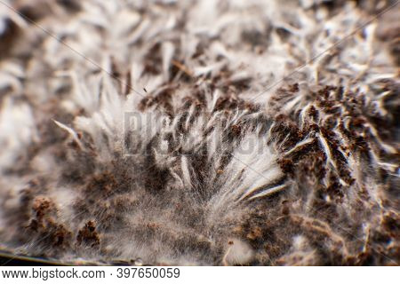 Psilocybe Cubensis. Psilocybin Mushroom. Mycelium Filaments On Coconut Fiber Mycelium.