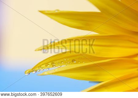 Drops Of Moisture On A Flower With Yellow Petals. Delicate Background Or Backdrop. Desire And Lust. 