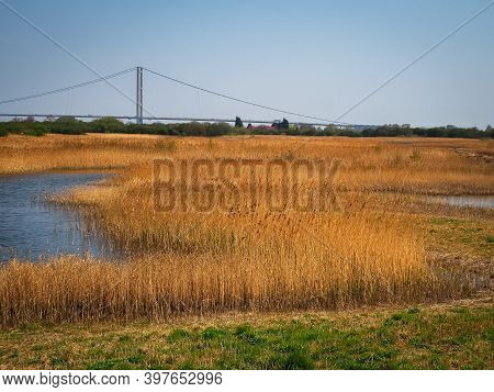 View Over Golden Reed Beds And Wetlands At Far Ings Nature Reserve, North Lincolnshire, England, To 