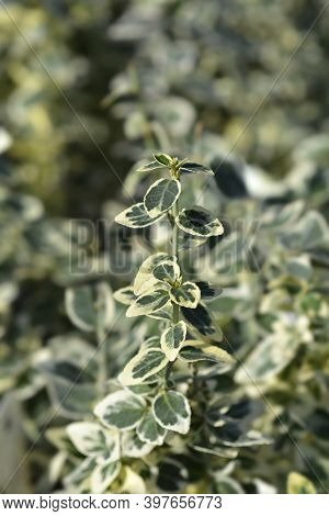 Wintercreeper Dans Delight - Latin Name - Euonymus Fortunei Dans Delight