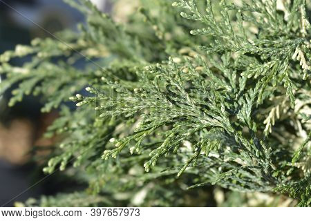 Lawsons Cypress Pearly Swirls - Latin Name - Chamaecyparis Lawsoniana Pearly Swirls